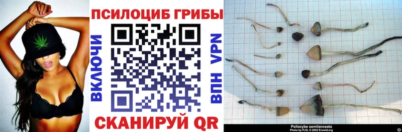 Галлюциногенные грибы Psilocybine cubensis  Южа 
